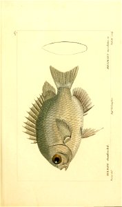 n252_w1150