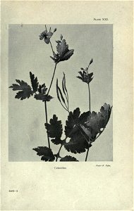 n80_w1150
