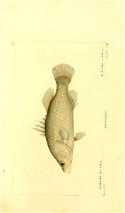 n14_w1150