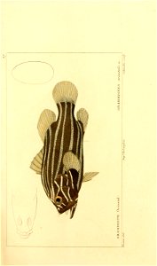 n42_w1150