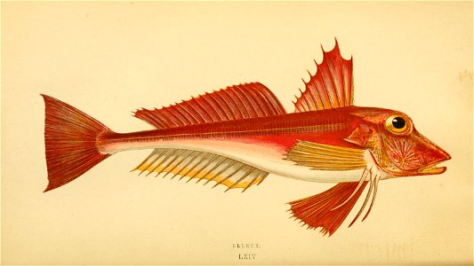 n43_w1150