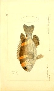 n246_w1150