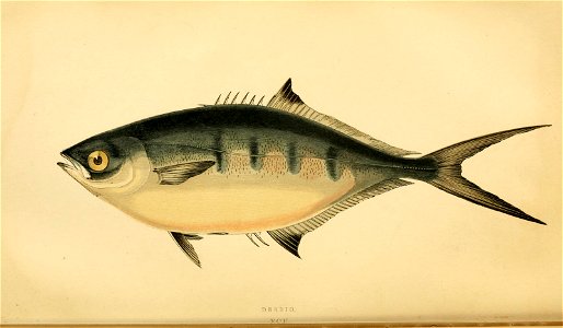 n225_w1150