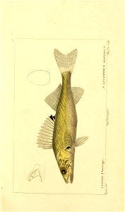 n20_w1150