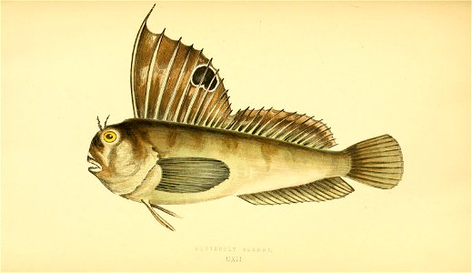 n343_w1150