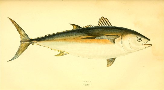 n146_w1150