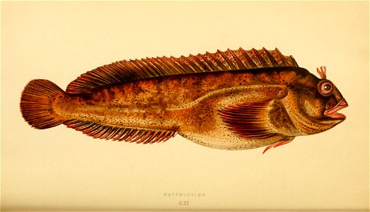 n336_w1150