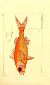 n52_w1150