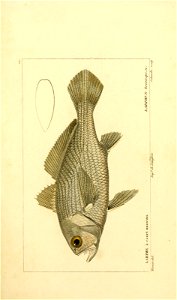 n202_w1150