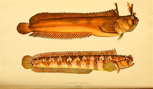 n356_w1150