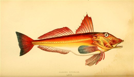n63_w1150