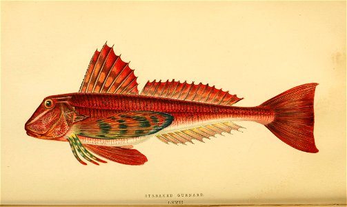 n55_w1150