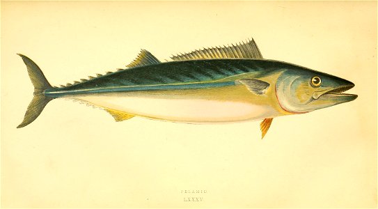 n168_w1150