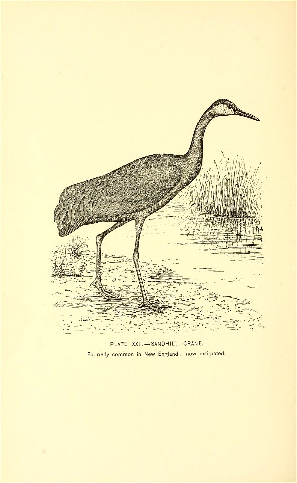 n543_w1150