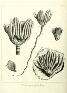 n255_w1150
