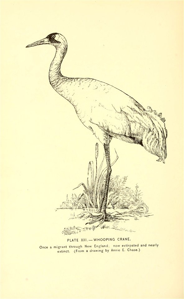 n535_w1150