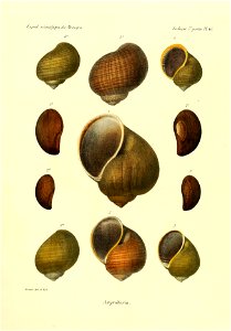 n798_w1150