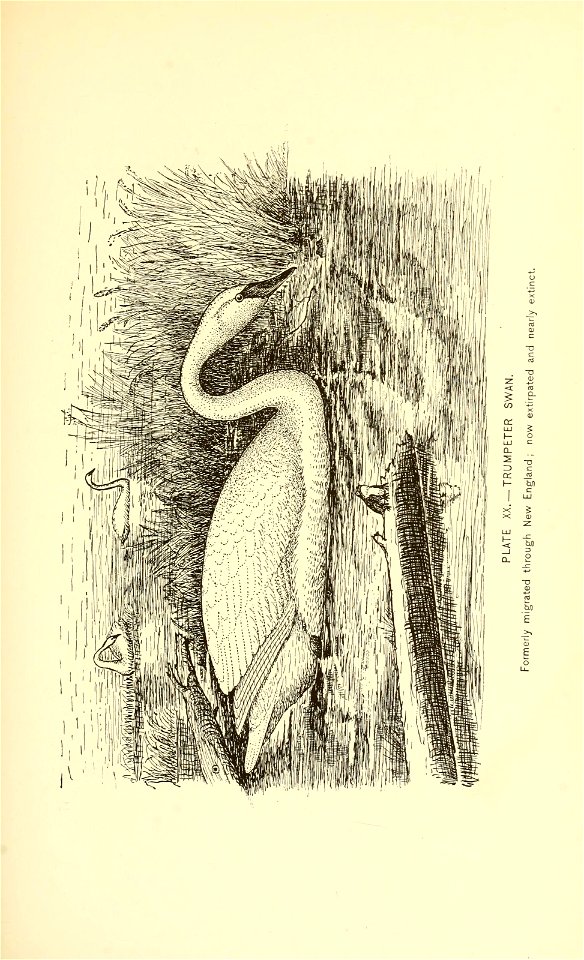 n528_w1150