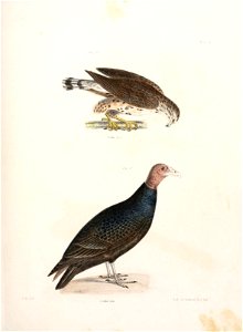 n406_w1150