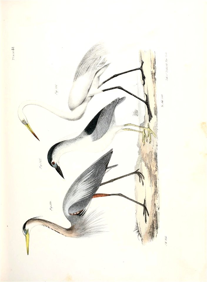 n558_w1150