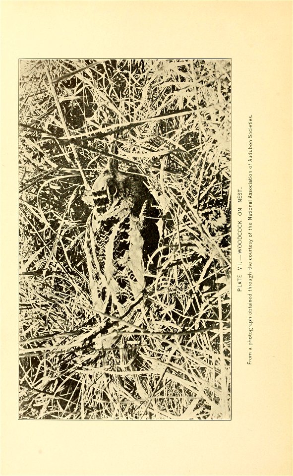 n271_w1150