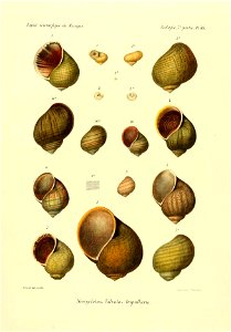 n810_w1150