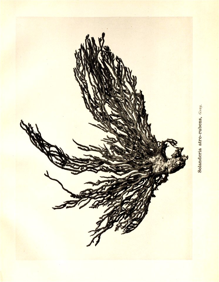n52_w1150