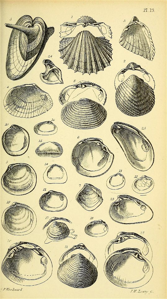n596_w1150