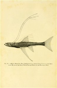n419_w1150