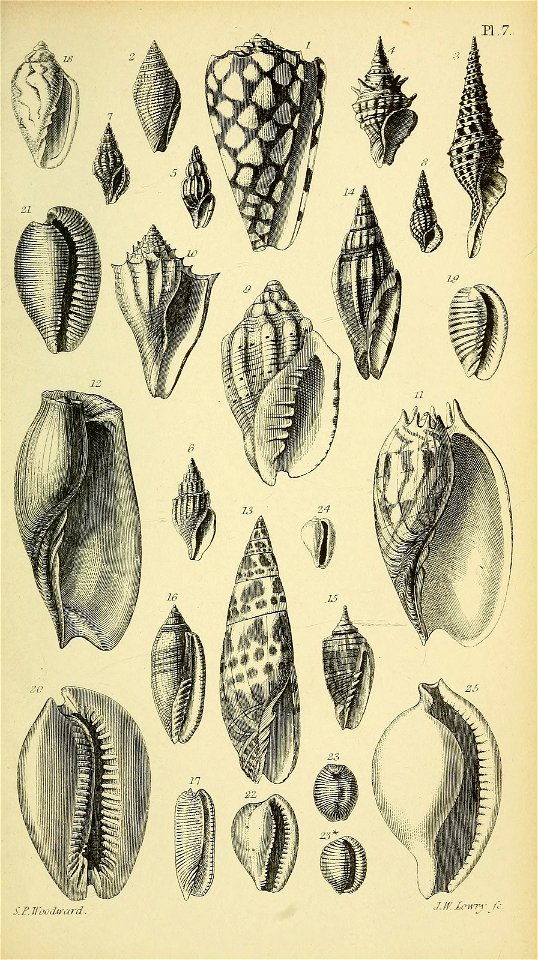 n560_w1150