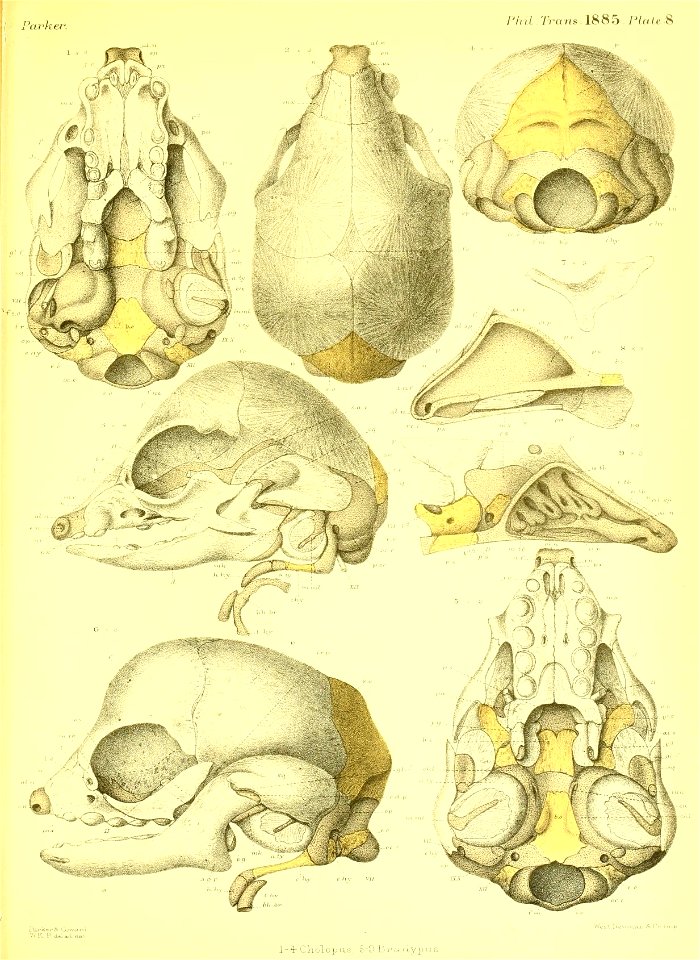 n406_w1150