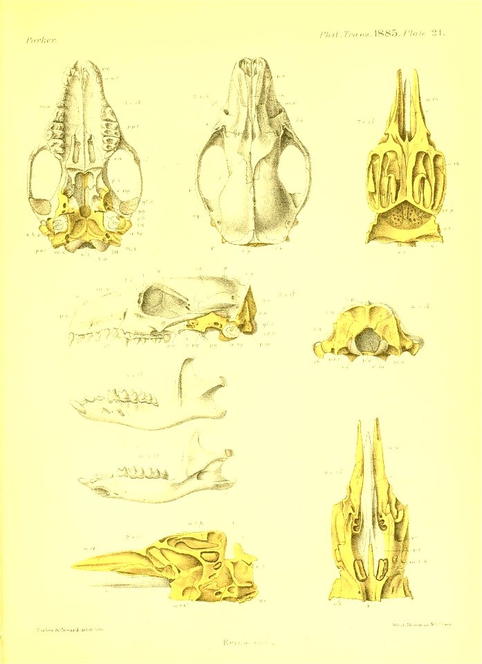 n484_w1150