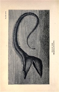 n229_w1150