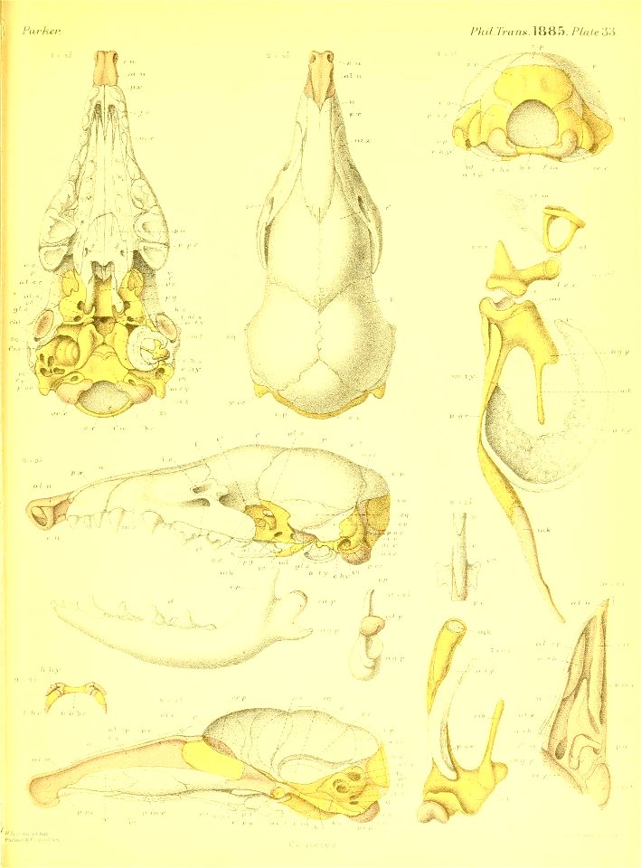 n556_w1150
