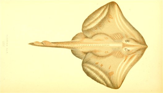 n170_w1150