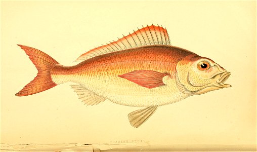 n356_w1150