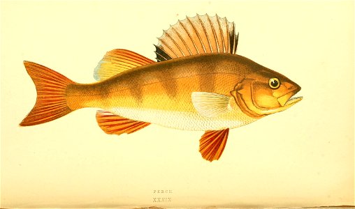 n276_w1150