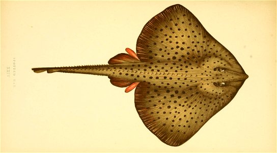 n165_w1150