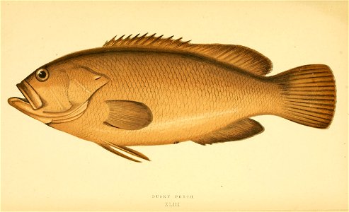 n297_w1150