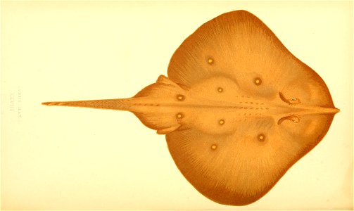 n184_w1150