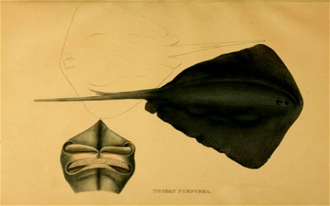 n328_w1150