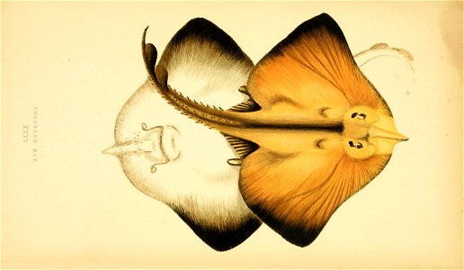 n175_w1150