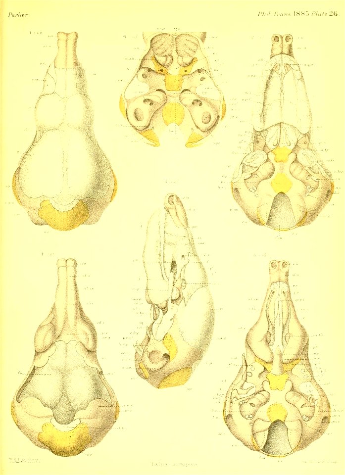 n514_w1150
