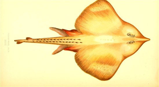 n188_w1150