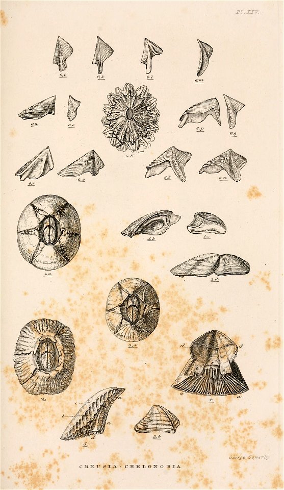 n694_w1150