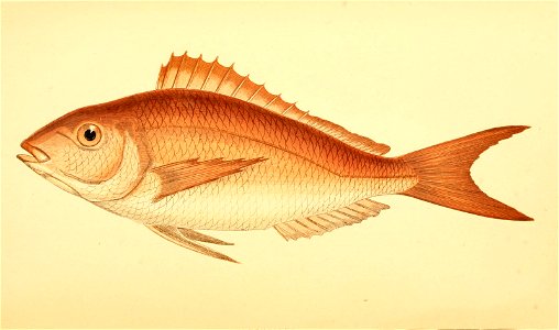 n352_w1150