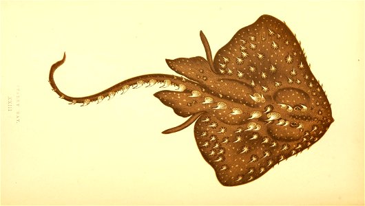 n162_w1150