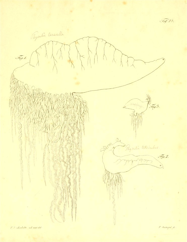 n226_w1150