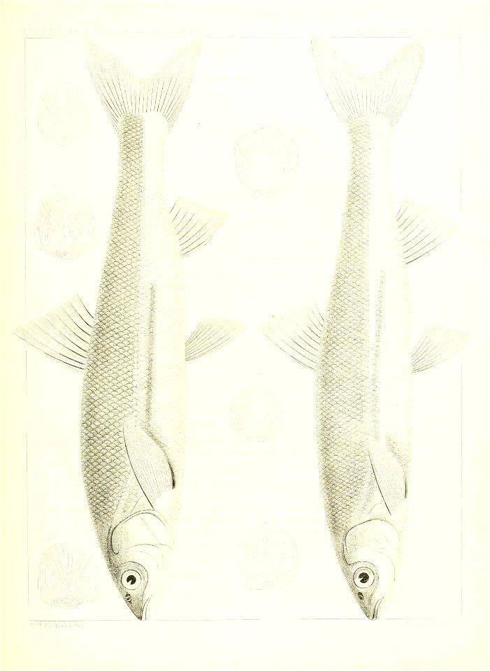 n614_w1150