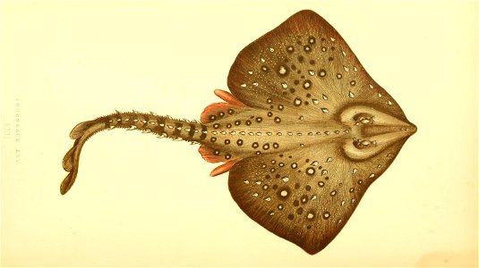 n156_w1150